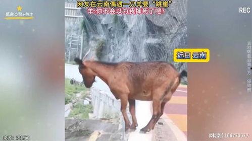 网友爆料三只羊后续视频,揭秘神秘事件真相 第3张 网友爆料三只羊后续视频,揭秘神秘事件真相 第3张