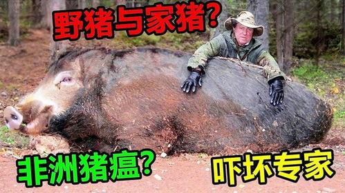 超级野猪最早爆料视频大全,揭秘神秘生物的惊世风采 第3张 超级野猪最早爆料视频大全,揭秘神秘生物的惊世风采 第3张