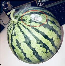 摆摊网红吃瓜是真的吗,真相还是炒作？