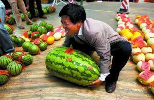 鲁山网红吃瓜比赛,网红吃瓜大赛激情开赛，瓜王争霸一触即发
